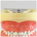 24pcs Removable Teeth Children Standard Dental Model 13003